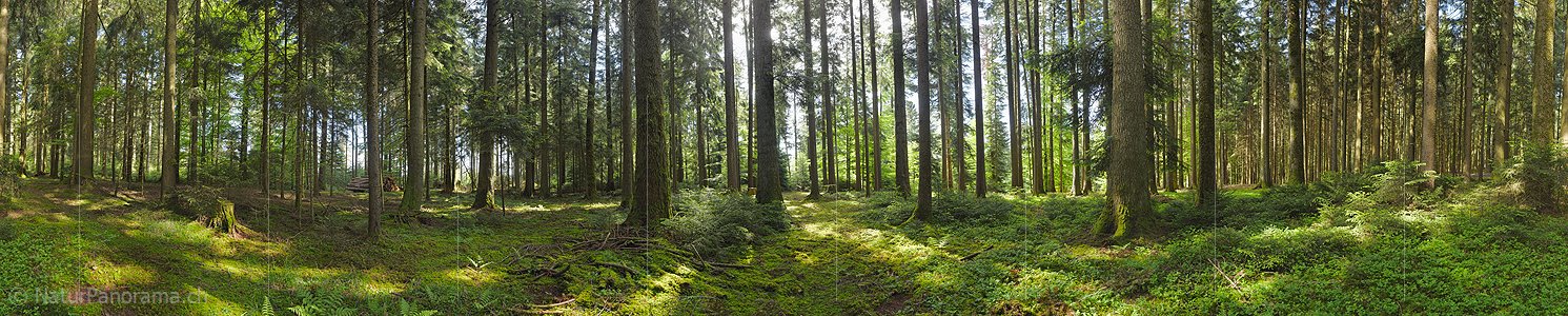 P024022b: 360° panorama photo Spring morning in the forest