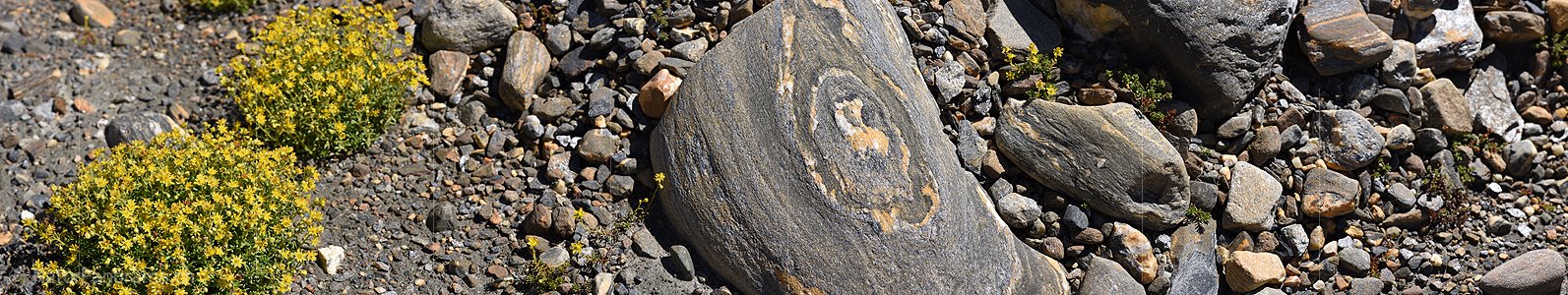 P024366: Panoramafoto Bewimperter Steinbrech und Bündner Schiefer (Kalkglimmerschiefer)