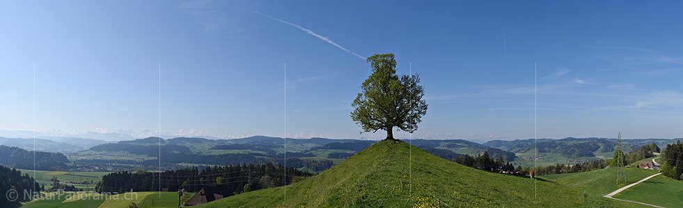 P025682: Linde auf Geländerücken