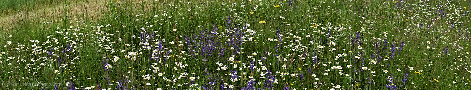 P026324: Panorama Blumenwiese mit Salbei und Margeriten