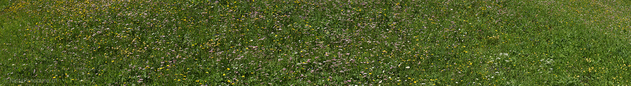 P024057: Panorama image Natural flower meadow