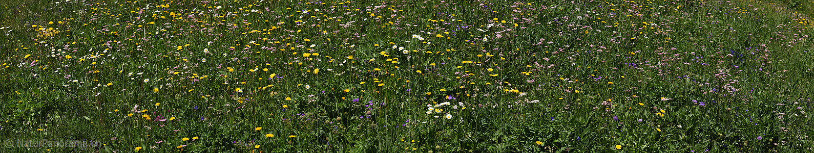 P024053: Panorama photo Natural flower meadow