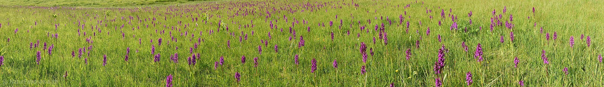P023245: Panorama photo Orchid meadow