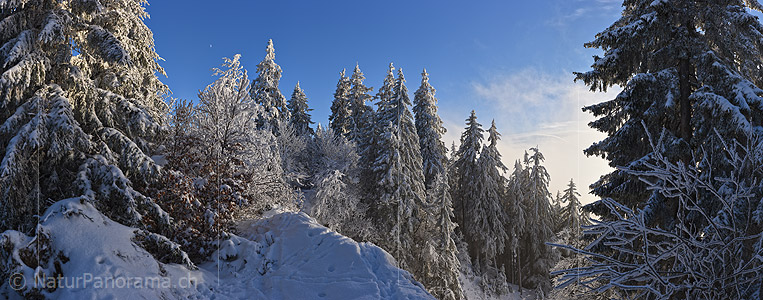 P022712: Panorama photo Snow-covered fir forest