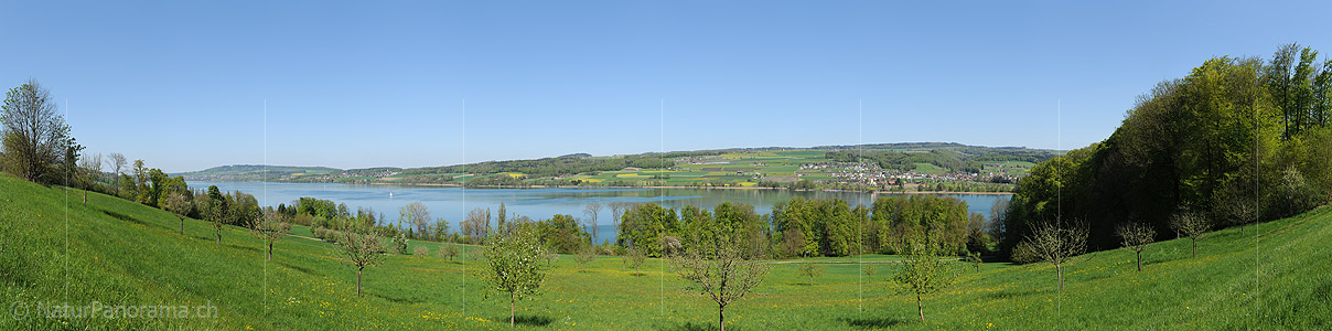 P016051b: Panorama photo Spring at Lake Hallwil near Beinwil am See