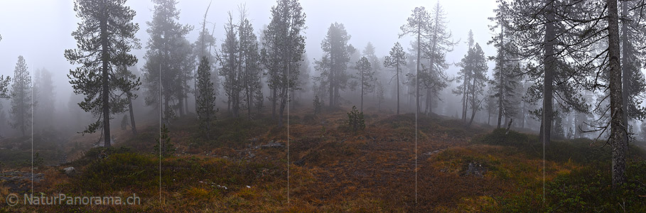 P022635: Panorama photo fog in the mountain forest