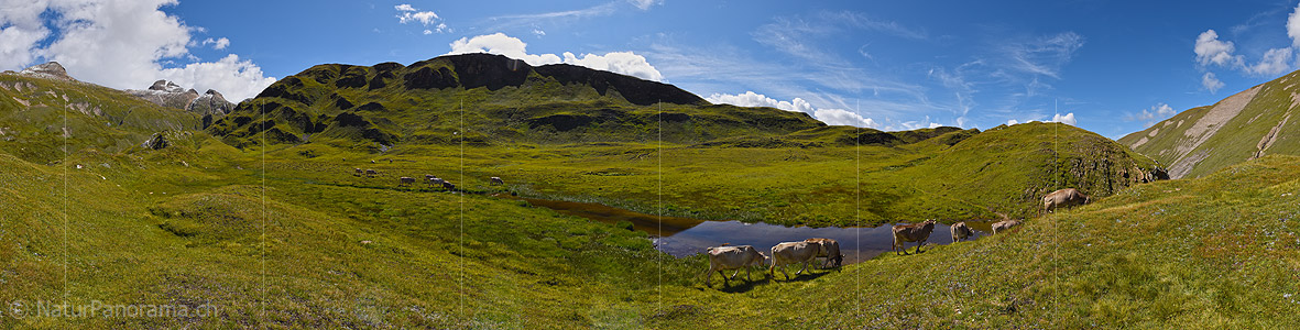 P020404: Panoramabild Kühe auf Alpweide