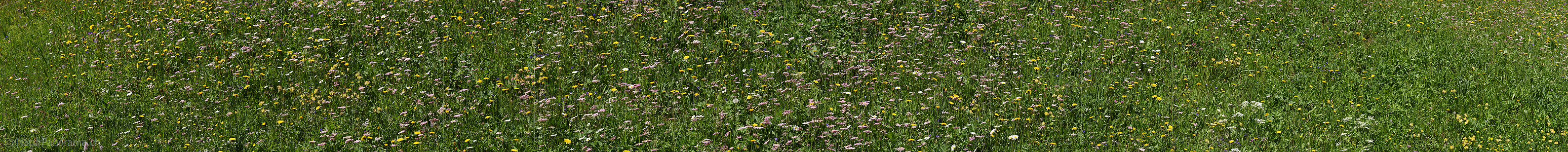 P024057a: Panoramabild Wildblumenwiese