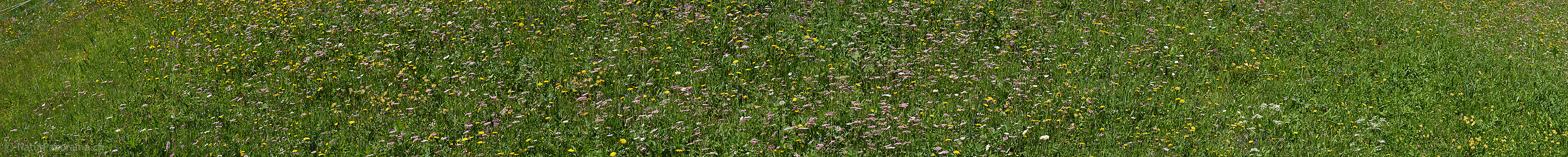 P024057b: Panoramabild Wildblumenwiese mit grosser Artenvielfalt