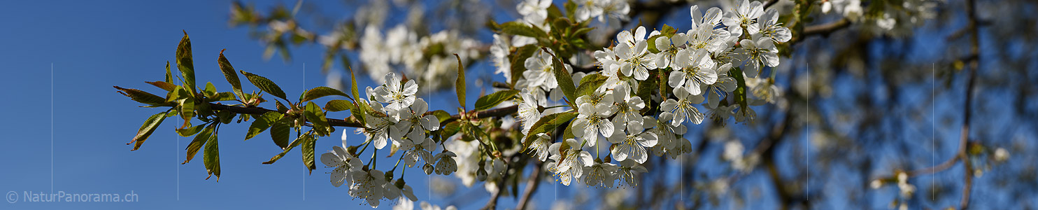 P021093: Panoramafoto Ast mit vielen Kirschblüten
