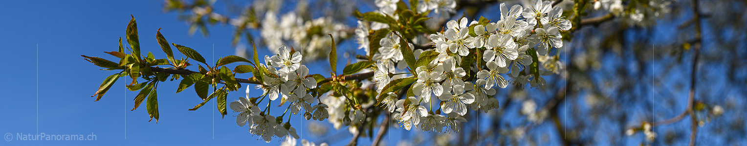 P021093a: Panoramafoto Ast mit vielen Kirschblüten