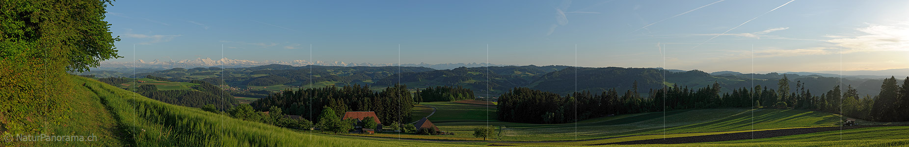 P004984b: Panoramafoto Getreidefeld in lieblicher Hügellandschaft