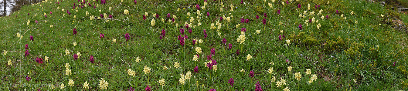 P017901: Panoramafoto Holunder Knabenkraut (Orchidee)