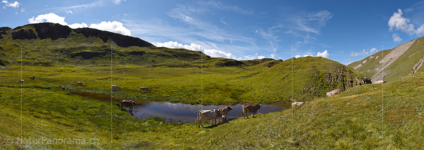 P020406: Panoramafoto Kühe an kleinem Bergsee