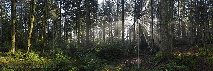 P017357a: Panoramafoto Lichtstrahlen im Wald