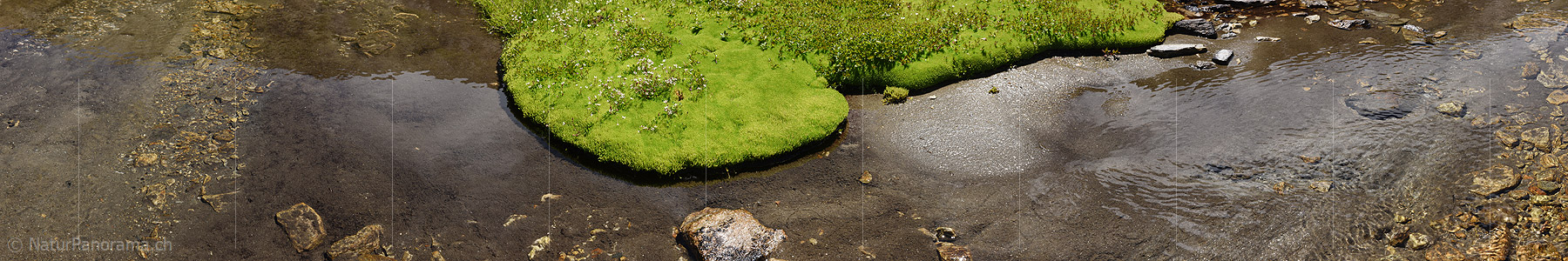 P020252: Panoramafoto Moospolster in Bergbach
