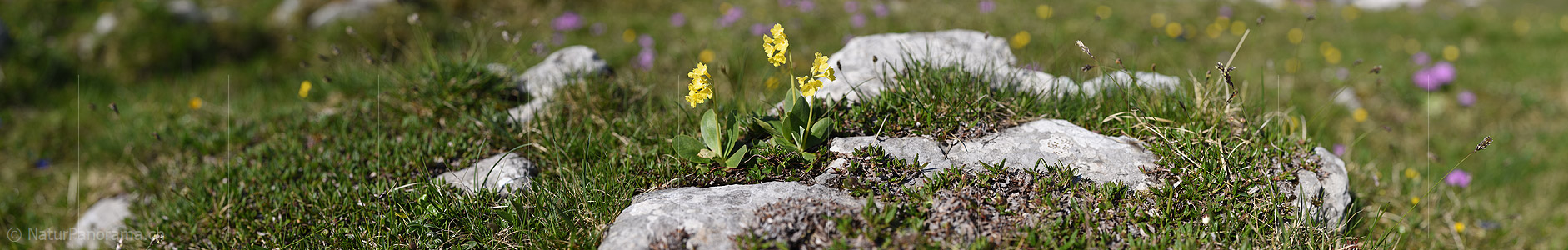P021362: Panoramafoto Primula auricula (Flühblümchen)