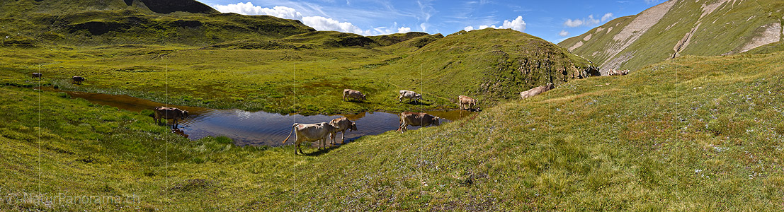 P020407: Panoramafoto Rinder an Wassertümpel
