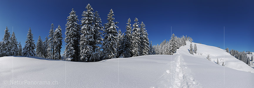 P012124a: Panoramafoto Tief verschneite Hügellandschaft