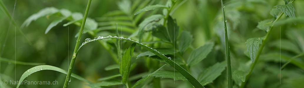 P021282: Panoramafoto Wassertropfen auf Grashalm