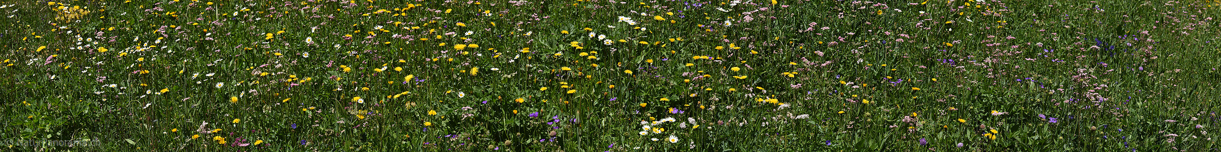 P024053a: Panoramafoto Wildblumenwiese