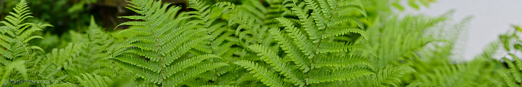 P021276: Panoramafoto von frisch entrolltem Farn