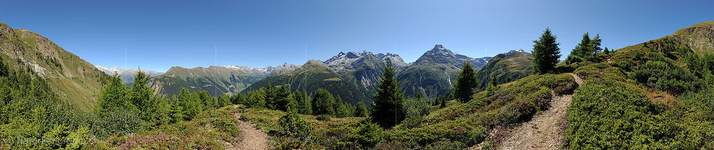 P008392a: Panoramic picture bright larch wood in mountain landscape