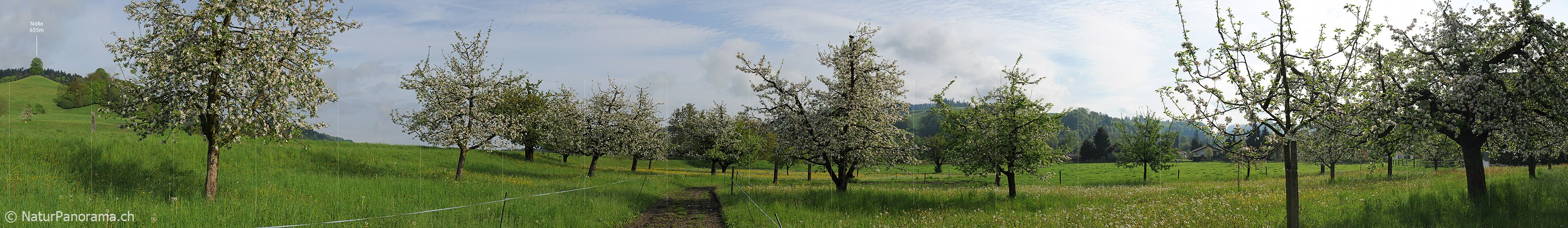 P006122: Panoramabild Obstgarten