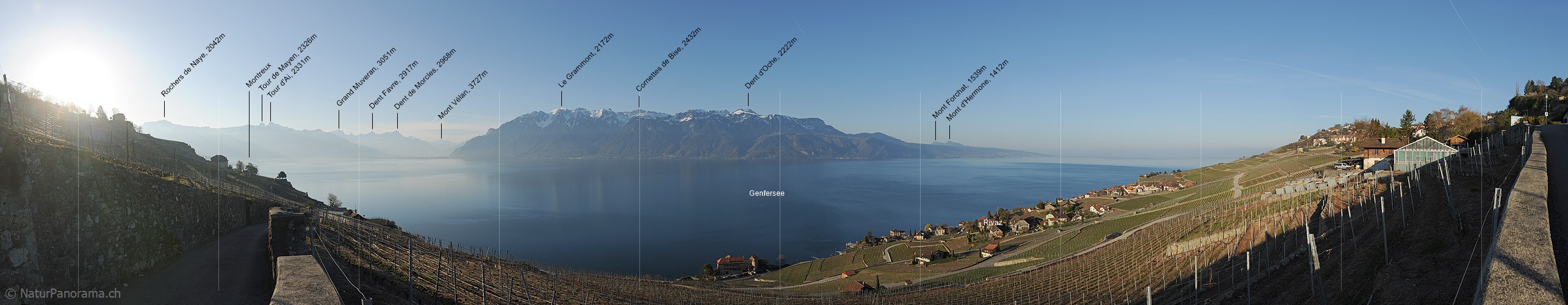 P009283: Panoramabild Rebberge am Genfersee