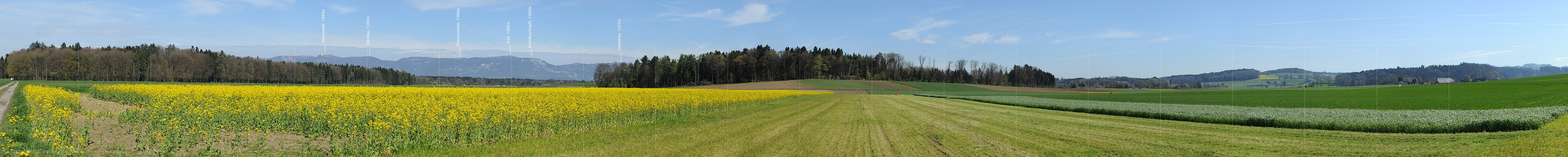 P009487a: Panoramabild Blühendes Rapsfeld im Flachland
