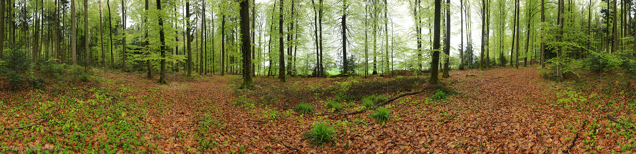 P012407a: 360° Panorama Buchenwald im Frühling