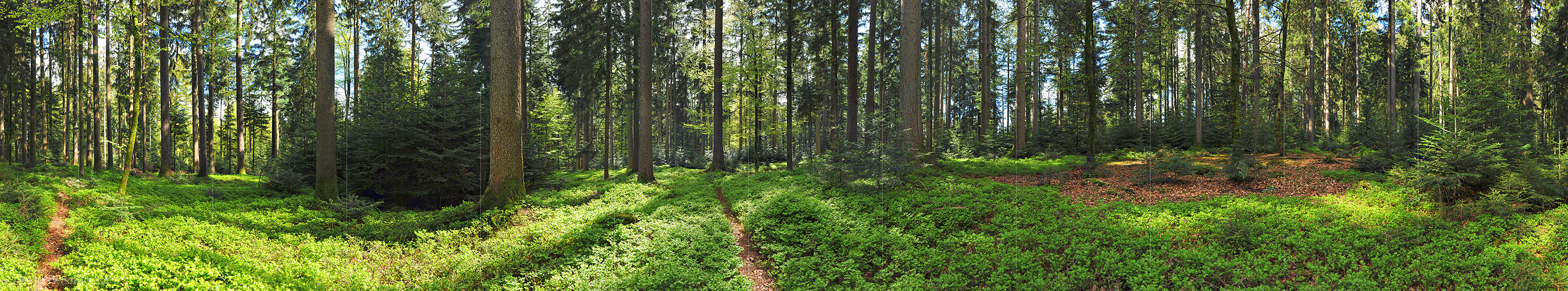 P009675a: 360° Panorama Mischwald im Frühling