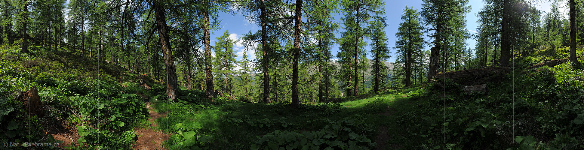 P014722: 360° Panoramafoto Lärchenwald (Sommer)