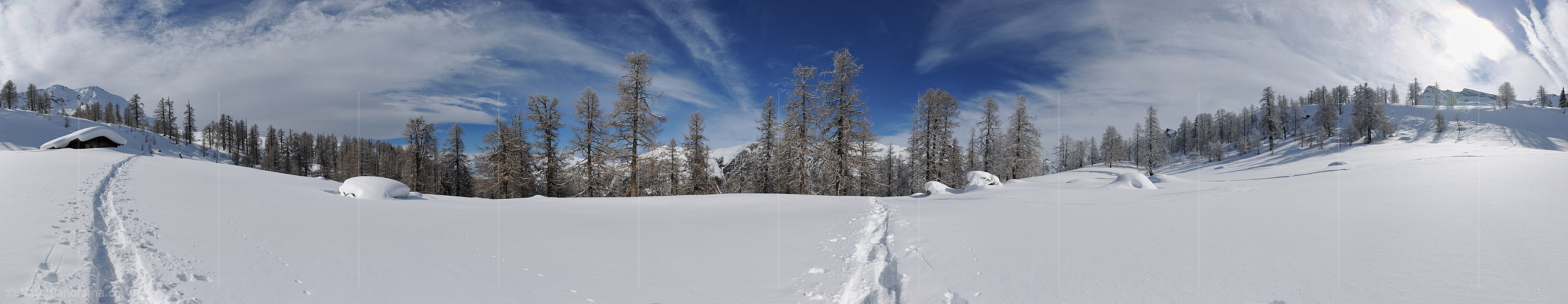 P007226d: Gigapixel Panoramafoto Lichter Lärchenwald im Winter