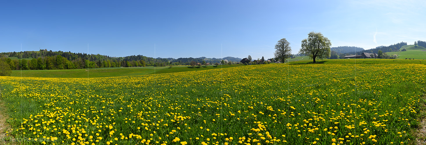 P021171a: Grosses Panoramafoto Bunte Frühlingslandschaft im Emmental