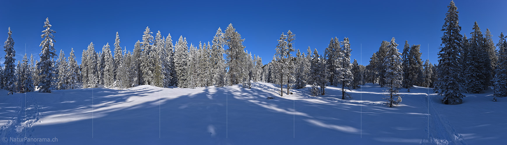 P020851: Grosses Panoramafoto eines frisch verschneiten Bergwaldes