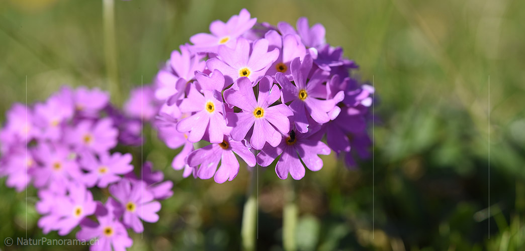 P021365: Grossfoto Blütenstand der Mehlprimel