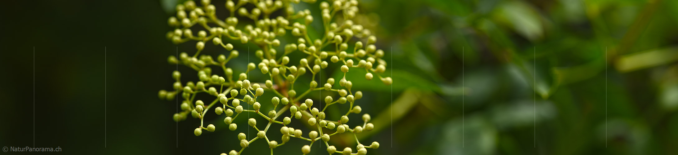 P021332: Langes Foto Knospen des Schwarzen Holunder