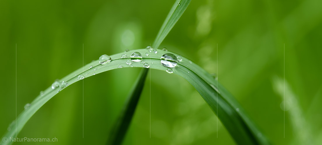 P021279: Large photo water drops on a blade of grass