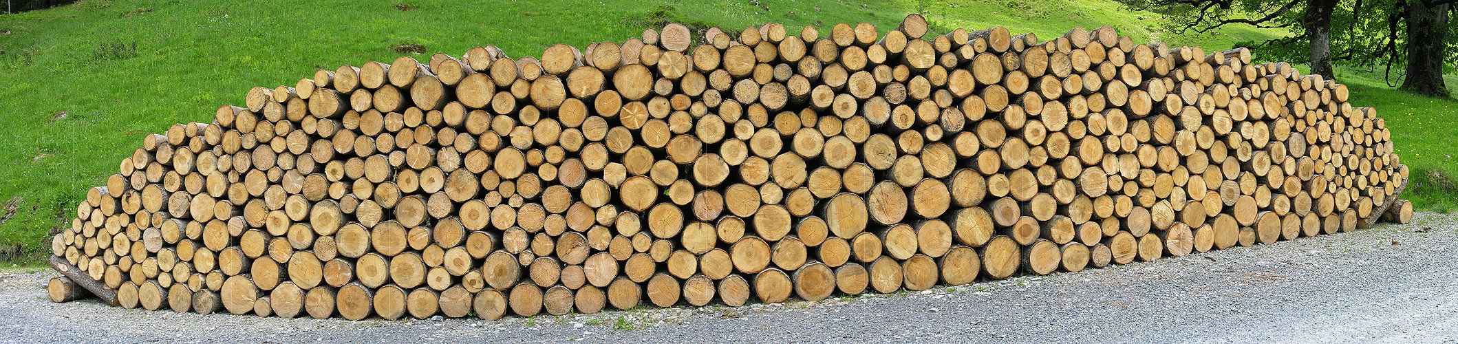 P000173: Panorama Holz: Aufgeschichtetes Rundholz