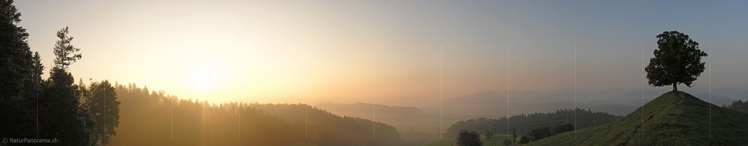P000450: Panoramafoto Morgenstimmung mit Baum auf Hügel im Emmental
