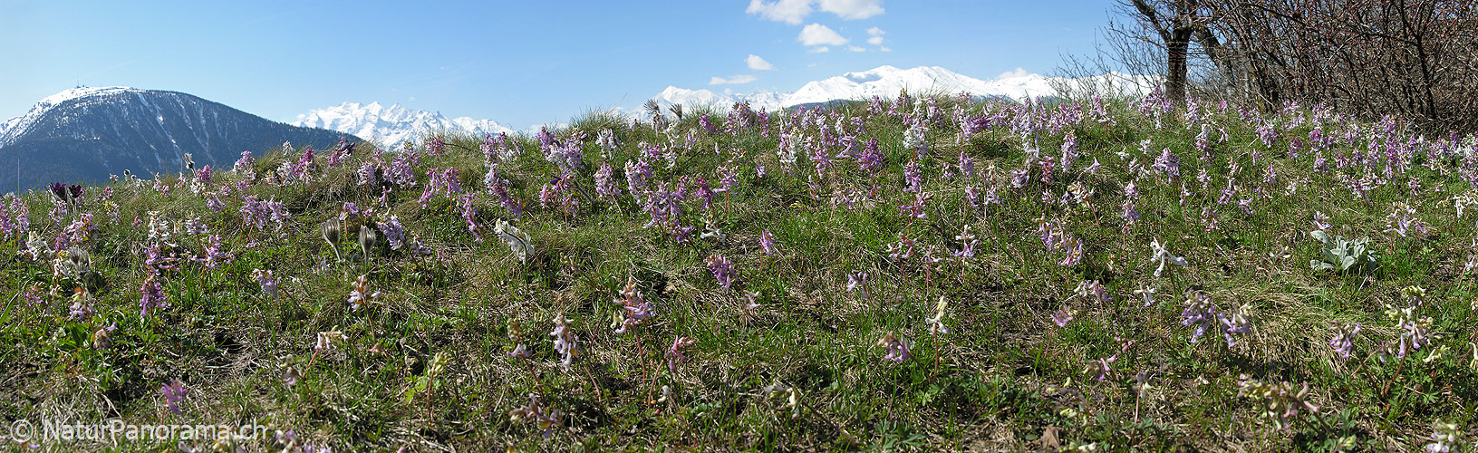 P000948: Panorama Bergfrühling mit Lerchensporn