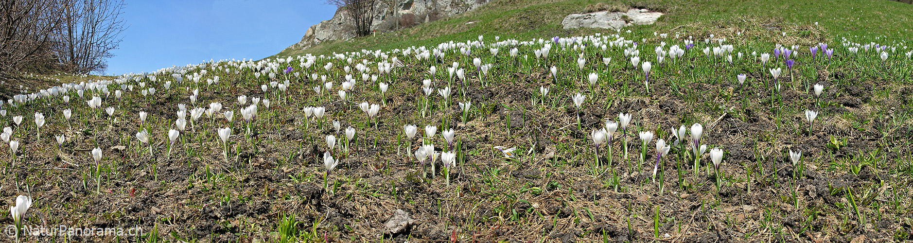 P000950: Panorama Bergfrühling mit Krokus