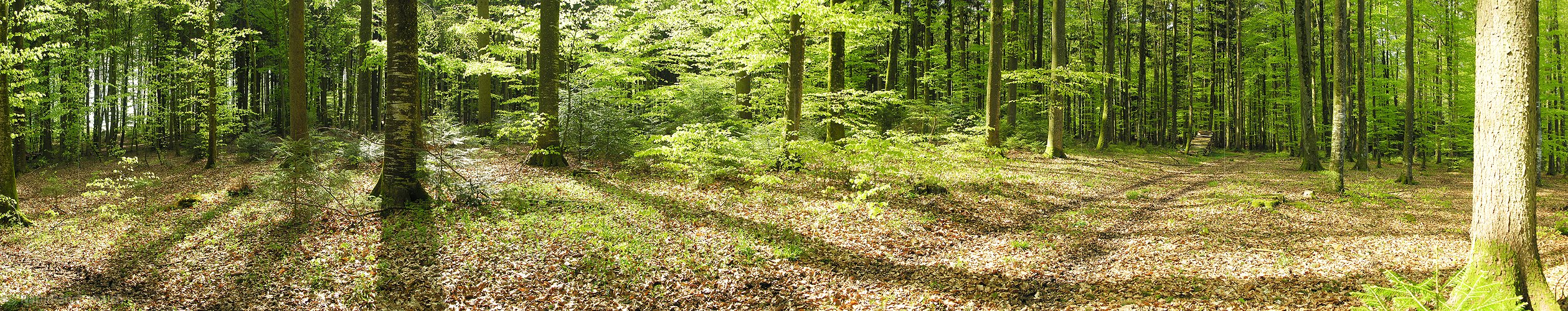 P000972: Waldpanorama
