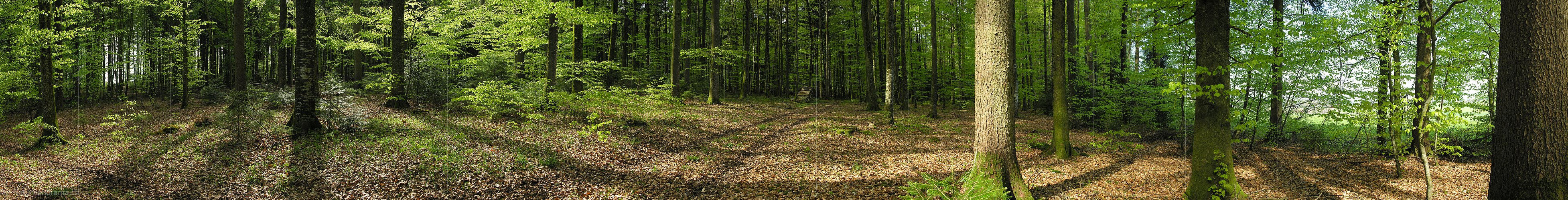 P000973: Panoramabild Weg im Frühlingswald