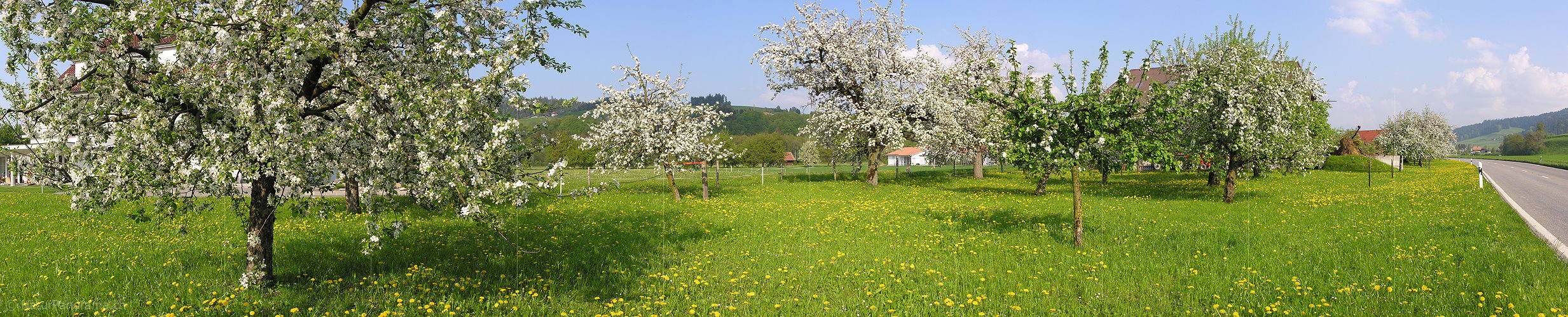P000986: Panoramafoto Blühende Apfelbäume
