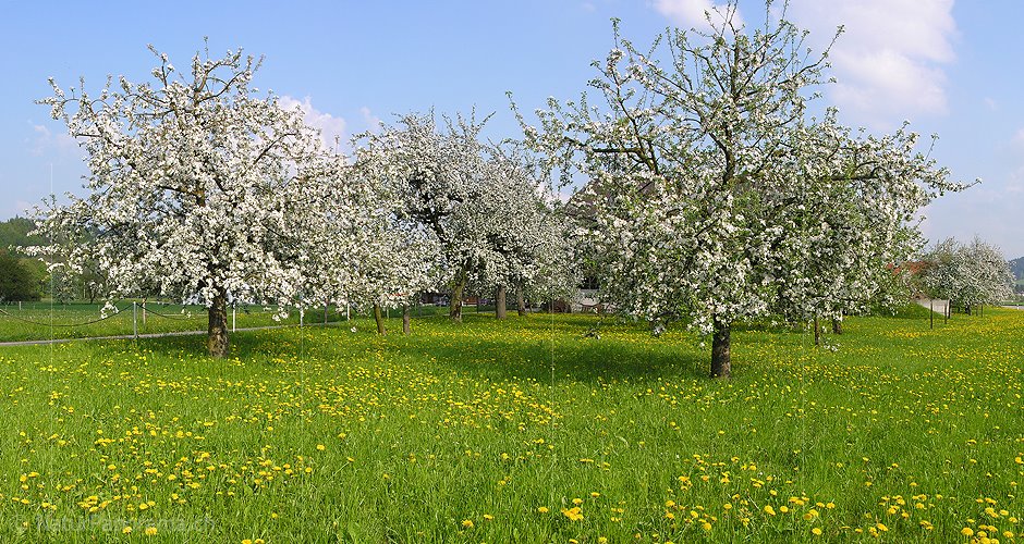 P000988: Panoramafoto Blühende Apfelbäume