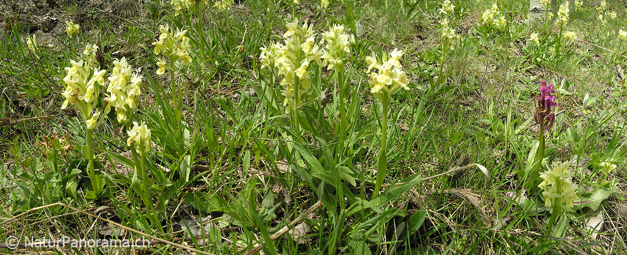 P000995: Panorama Bergfrühling: Holunder Knabenkraut (Orchideen)