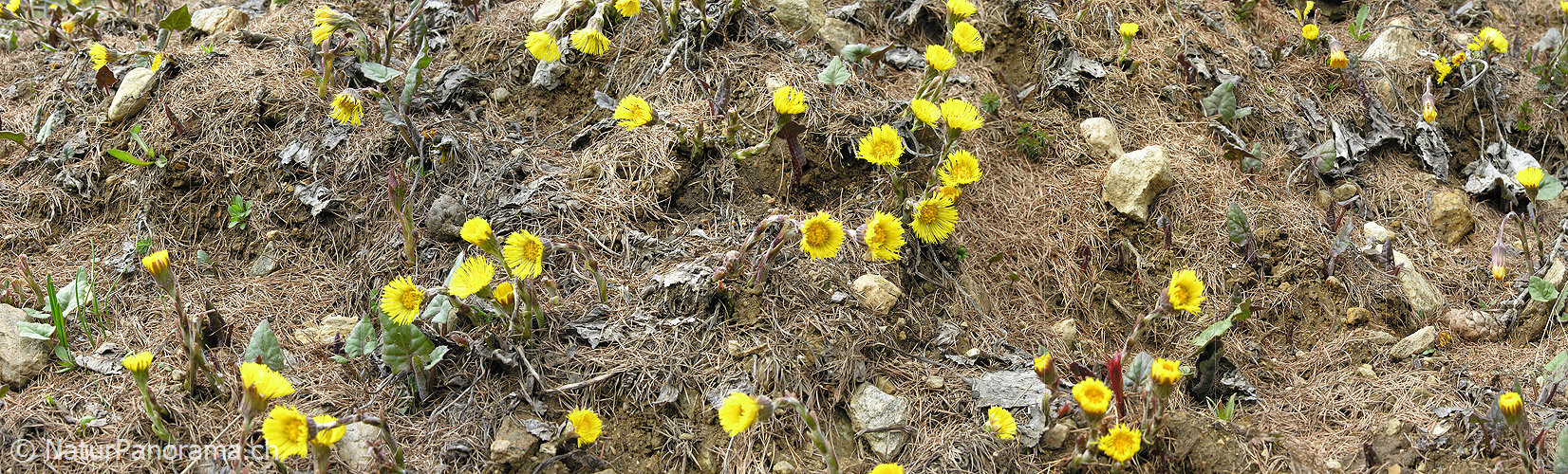 P001005: Panorama Bergfrühling: Huflattich