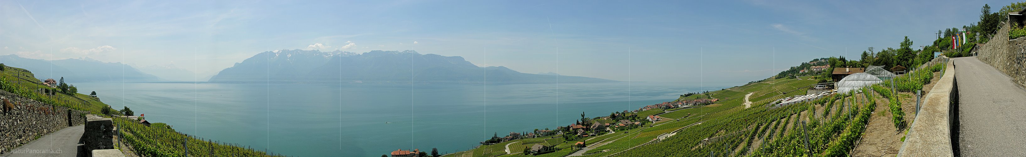 P001089: Panoramafoto Rebberge am Genfersee
